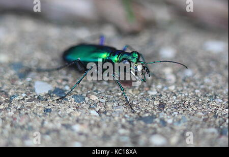 Green tiger Beetle (Cicindela Campestris) Stockfoto
