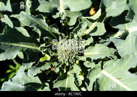 Overhead Luftaufnahme eines organischen Brokkoli Pflanze im Garten wächst Stockfoto