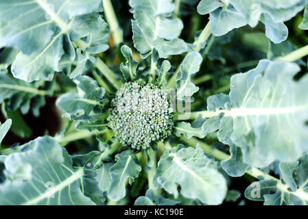 Overhead Luftaufnahme eines organischen Brokkoli Pflanze im Garten wächst Stockfoto