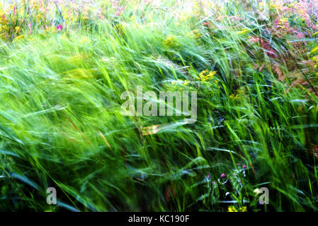 Grüne Unkraut und Gras Halme im Wind mit absichtlichen Bewegungen mit langsamen Verschlusszeit blur durchgebrannt Stockfoto