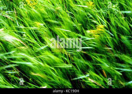 Üppig grüne Unkraut und Gras in den Wind mit einer langen Verschlusszeit Erstellen von Bewegungsunschärfe Stockfoto