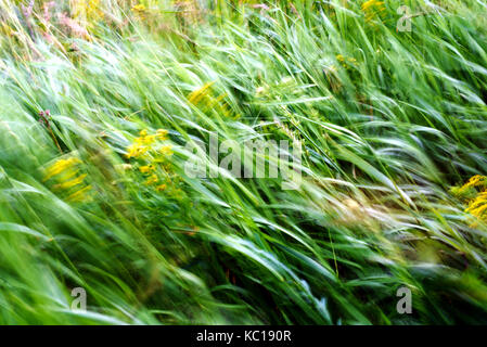 Grüne Halme von Gras und Unkraut, bewegt sich der Wind mit absichtlichen Bewegungsunschärfe mit langer Verschlusszeit Stockfoto