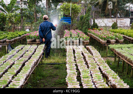 Ein Gärtner, der Gewässer die Blumen in seinem Garten in Sa Dez, dong Thap, Vietnam. Sa Dez (sadec) ist einer der größten Blume Bestände im Mekong Delta. Stockfoto