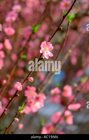 Peach Blossom im Frühjahr, 23/9 Park, Ho Chi Minh City, Vietnam Stockfoto