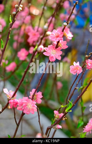 Peach Blossom im Frühjahr, 23/9 Park, Ho Chi Minh City, Vietnam Stockfoto