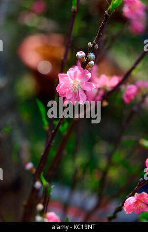 Peach Blossom im Frühjahr, 23/9 Park, Ho Chi Minh City, Vietnam Stockfoto