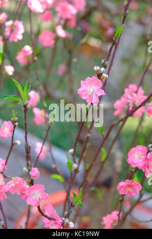 Peach Blossom im Frühjahr, 23/9 Park, Ho Chi Minh City, Vietnam Stockfoto