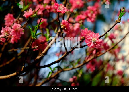 Peach Blossom im Frühjahr, 23/9 Park, Ho Chi Minh City, Vietnam Stockfoto
