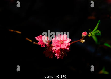 Peach Blossom im Frühjahr, 23/9 Park, Ho Chi Minh City, Vietnam Stockfoto