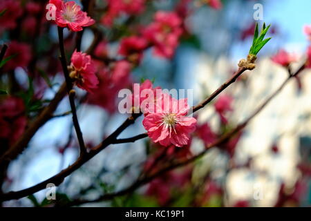Peach Blossom im Frühjahr, 23/9 Park, Ho Chi Minh City, Vietnam Stockfoto