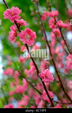 Peach Blossom im Frühjahr, 23/9 Park, Ho Chi Minh City, Vietnam Stockfoto