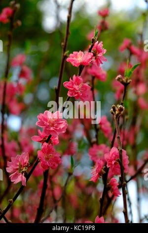 Peach Blossom im Frühjahr, 23/9 Park, Ho Chi Minh City, Vietnam Stockfoto