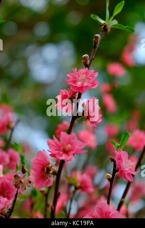 Peach Blossom im Frühjahr, 23/9 Park, Ho Chi Minh City, Vietnam Stockfoto
