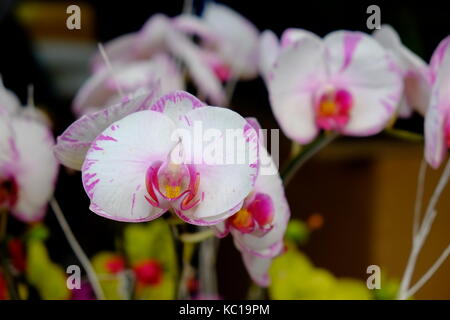 Schöne weiße Motte Orchidee Blumen im Frühling Stockfoto