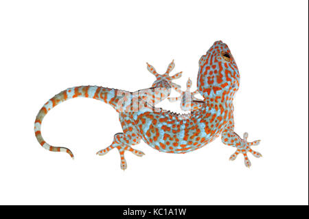 Gecko auf Weiß mit Freistellungspfad isoliert Stockfoto