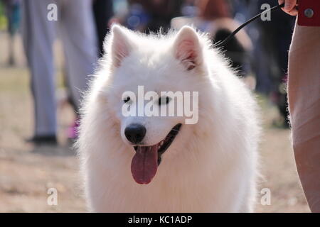 Samoyed Hund Stockfoto