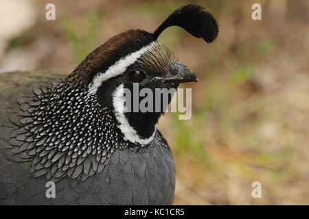 Kalifornien Wachtel Lophortyx californica Stockfoto