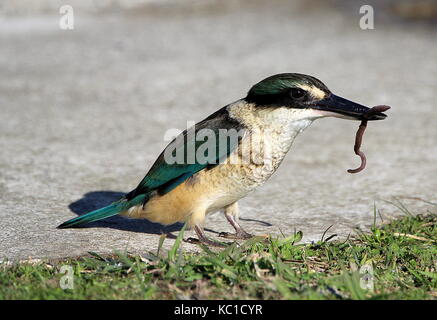 Neuseeland Kingfisher Stockfoto