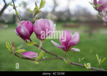 Pink Magnolia im Frühjahr Stockfoto