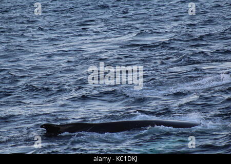 Buckelwal auftauchen im Fjord in der Nähe von Tromsø Stockfoto