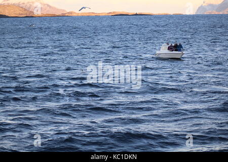 Kleine weiße Boot whale watching mit Möwe flying Overhead im Fjord in der Nähe von Tromsø Norwegen Stockfoto