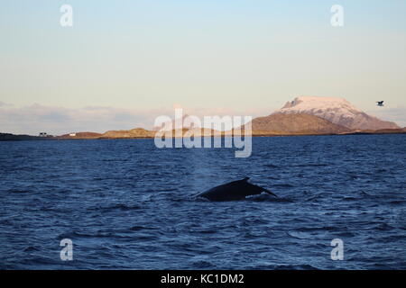 Buckelwal im Fjord von Oslo Stockfoto