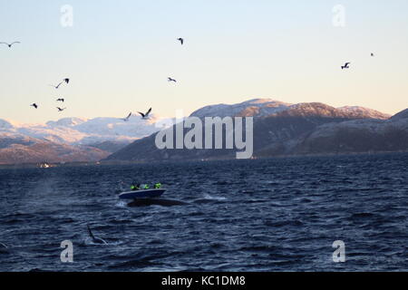 Ein Boot Orca Wale beobachten Buckelwale und Auftauchen in einem Fjord in der Nähe von Tromsø Norwegen Stockfoto