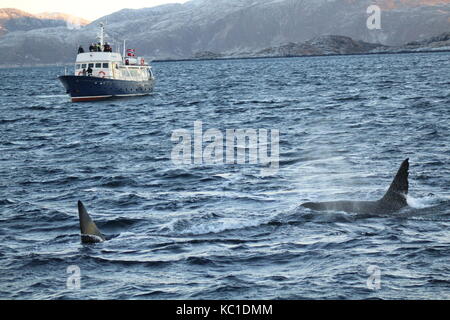 Boote beobachten Wale Oberfläche in Fjorden von tromso Norwegen Stockfoto