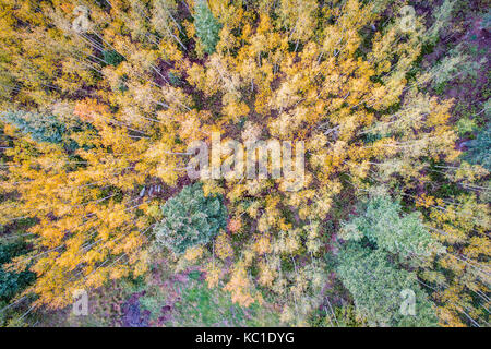 Fichte und Aspen im Herbst Farben bei Kenosha Pass in Colorado Rocky Mountains, Luftaufnahme Stockfoto