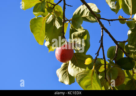 Kaki, auch als Sharon Obst oder Kaki bekannt, Reife am Baum Stockfoto