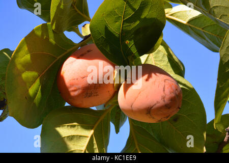 Kaki, auch als Sharon Obst oder Kaki bekannt, Reife am Baum Stockfoto