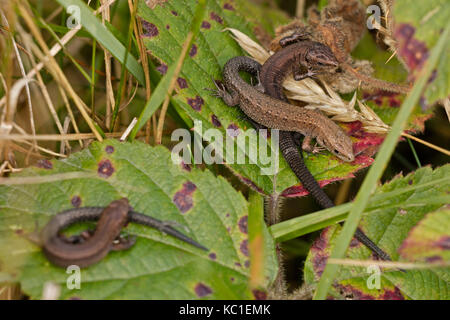 Gemeinsame Eidechsen (Lacerta vivipara), jungen Aalen, Herefordshire, England, Großbritannien Stockfoto