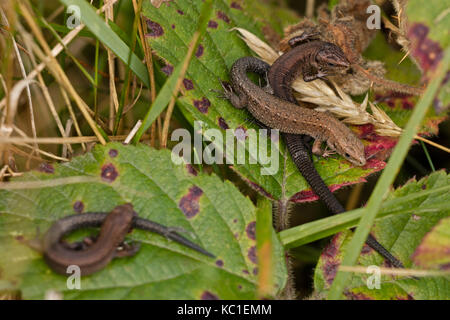 Gemeinsame Eidechsen (Lacerta vivipara), jungen Aalen, Herefordshire, England, Großbritannien Stockfoto