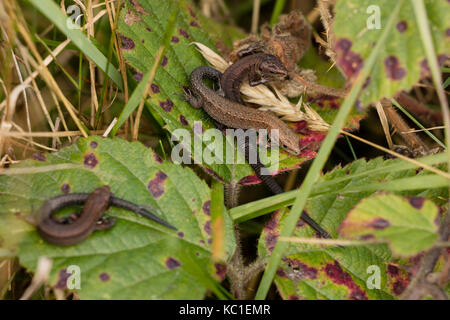 Gemeinsame Eidechsen (Lacerta vivipara), zwei jungen Aalen, Herefordshire, England, Großbritannien Stockfoto