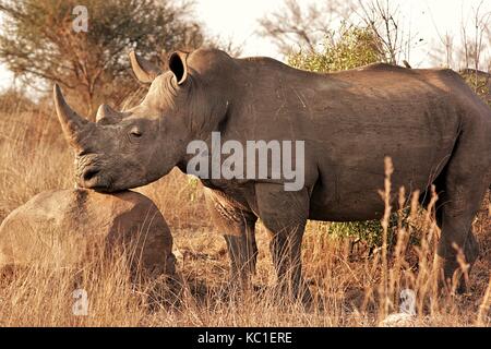 Weißes Nashorn ruhender Kopf auf einem Felsen im Krüger National Park, Südafrika Stockfoto