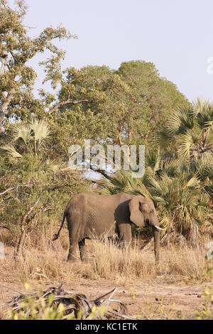 Afrikanischer Elefant im Busch im Krüger National Park, Südafrika Stockfoto