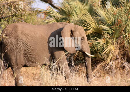 Afrikanischer Elefant zu Fuß durch den Busch im Krüger National Park, Südafrika Stockfoto