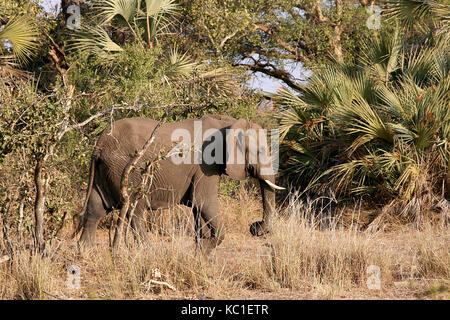 Afrikanischer Elefant zu Fuß durch den Busch im Krüger National Park, Südafrika Stockfoto