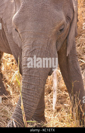 Junge afrikanische Elefanten hautnah im Krüger National Park, Südafrika Stockfoto