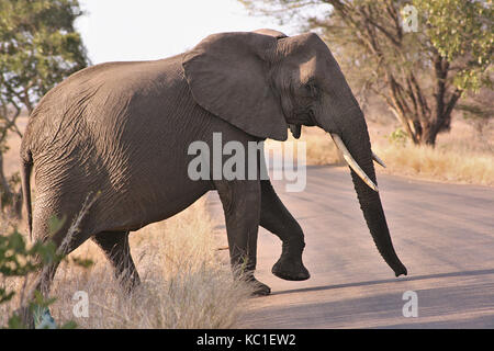 Afrikanischer Elefant Überqueren der Straße im Krüger National Park, Südafrika Stockfoto