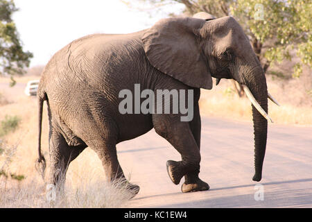 Afrikanischer Elefant Überqueren der Straße im Krüger National Park, Südafrika Stockfoto