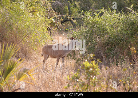 Weibliche nyala Weiden in der Nähe von skukuza Camp im Krüger National Park, Südafrika Stockfoto