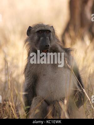 Pavian im Krüger National Park, Südafrika Stockfoto