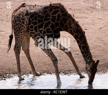 Giraffen trinken aus einem Wasserloch im Krüger National Park, Südafrika Stockfoto