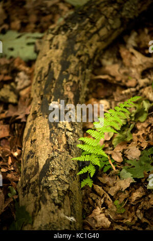 Farn ob Baumstumpf, Gosforth Park Nature Reserve Stockfoto