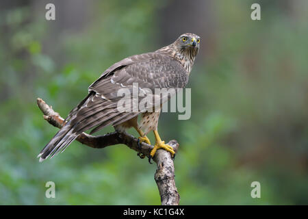 Northern Goshawk sucht nach Beute, während er auf einem Ast mitten in einem wald sitzt. Stockfoto