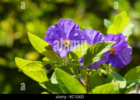 Blue Potato Bush, lycianthes rantonnetii, Solanum rantonnetii Stockfoto