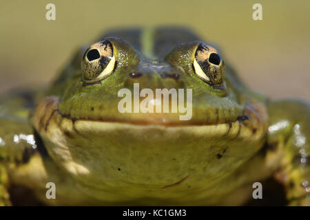 Perez, s Frosch vorne (pelophylax perezi) anzeigen Stockfoto