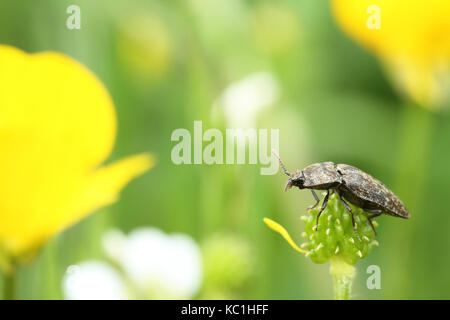 Klicken Sie auf Käfer (elateridae) auf einer blühenden Feld Stockfoto