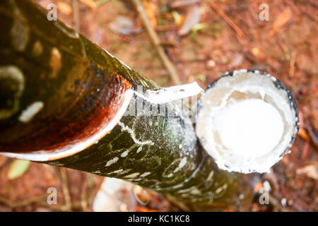 Latex wird aus einer Gewindebohrung Gummibaum in Vietnam gesammelt Stockfoto